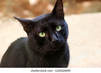 260 7 years old cat Images, Stock Photos & Vectors | Shutterstock