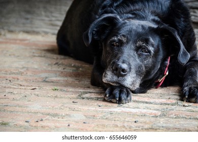 Old Black Dog Lying Down On Stock Photo 655646059 | Shutterstock