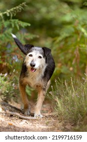 Old Black Dog Running Towards Camera Smiling And Happy On His Bush Walk On Sunny Day. Animal Portrait With Copy Space