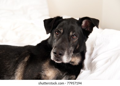 Old Black Dog Sleeping In Owner's Bed