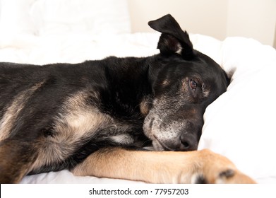 Old Black Dog Sleeping In Owner's Bed