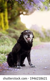 Old Black Labrador In The Garden