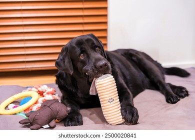 Old black Labrador lying on a soft bed playing with plush toys - Powered by Shutterstock