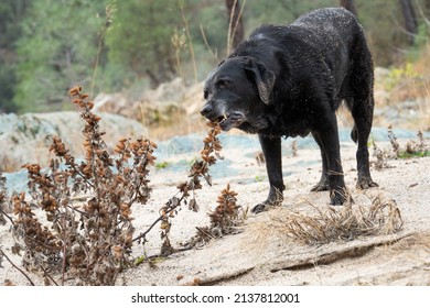 Old Black Labrador Retriever Dog Eating Burrs