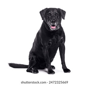 Old black labrador retriever dog sitting and panting on white background - Powered by Shutterstock