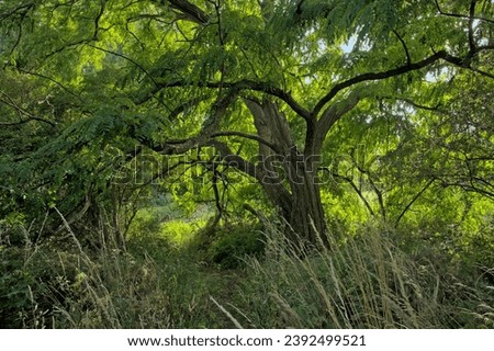 old black locust tree with sunny spring leaves in Bourgoyen nature reserve, Ghent, Flanders, Belgium - Robinia pseudoacacia