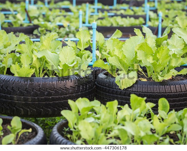 Old\
black recycle of tire used in organic vegetable\
farm