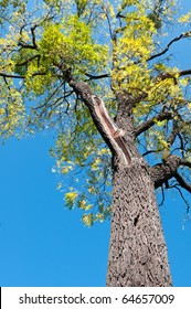 Old Black Walnut Tree (Juglans Nigra)