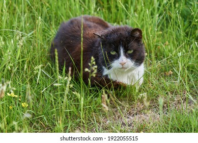 An Old Black And White Cat Is Lying In Green Grass During Summer