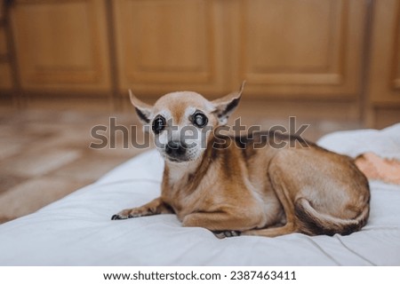An old blind patient with glaucoma, cataracts, a purebred brown Toy Terrier, Chihuahua dog lies on a pillow in a room at home. Photograph of an animal, pet.