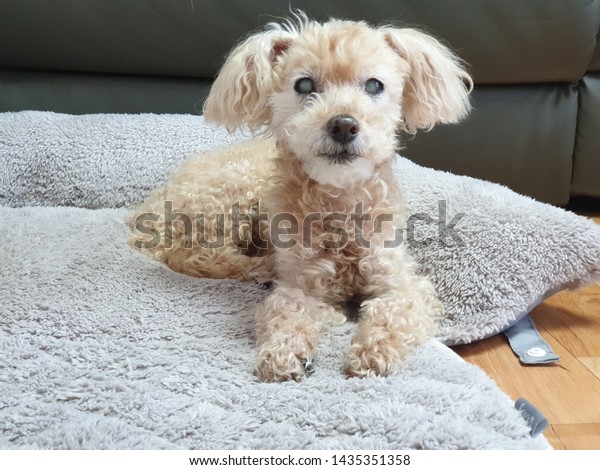 Old Blind Poodle Dog Cataracts His Stock Photo Edit Now 1435351358