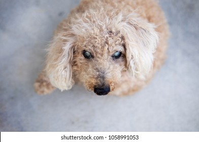 Old Blind Poodle Dog Focused on His Face