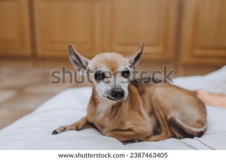 An old blind sick purebred brown dog toy terrier, chihuahua lies on a pillow in a room at home. Photograph of an animal, pet.