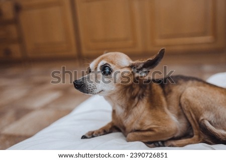 An old blind sick purebred brown dog toy terrier, chihuahua lies on a pillow in a room at home. Photograph of an animal, pet.