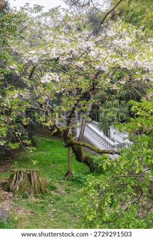 The old blooming sakura (cherry tree) whose trunk is supported by props in Southern Cultures park. Sirius. Krasnodar Krai. Russia