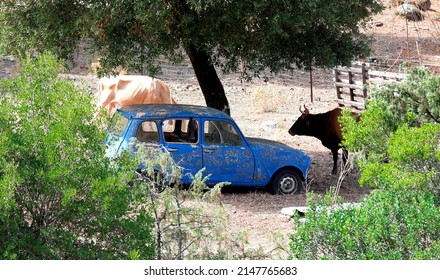 Old Blue Car Meets Cow