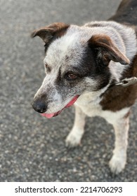 Old Blue Healer Dog On A Walk Outside In The Sun.