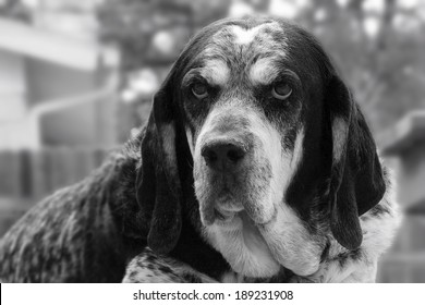 can bluetick coonhound be white