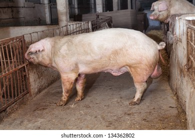 Old boar, landrace breed