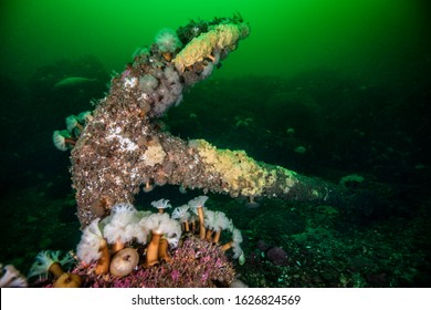 Old Boat Anchor Underwater And Covered With Marine Life At Bonaventure Island In The Gulf Of St. Lawrence