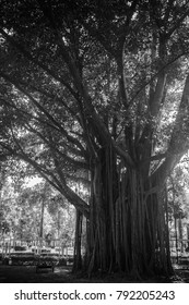 Old Bodhi Tree 