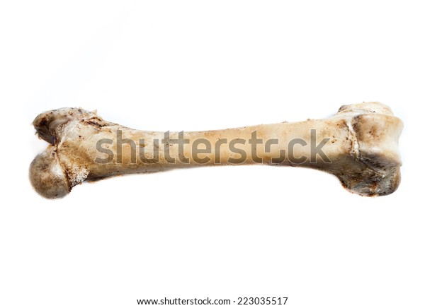 Old Bone Isolated On White Background Stock Photo (Edit Now) 223035517