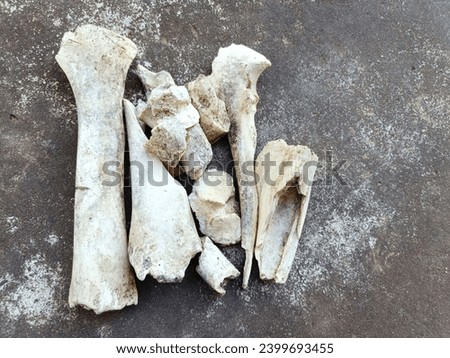 Old bones, the remains of old buffalo or cow bones that are old and decayed, are a dog's chew toy.