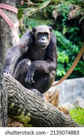 Old Bonobo Monkey Sitting, Waiting And Watching 