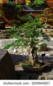 Old Bonsai Acacia In A Ceramic Bowl.