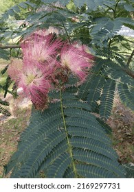 Old Bottle Brush Plant Pink And White In Color 