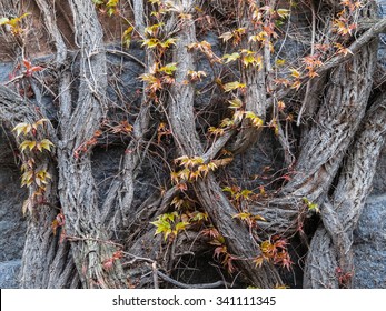 The old bound branches on a stone wall