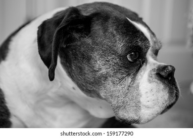 Old Boxer Dog