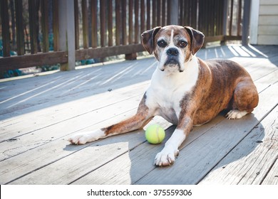 Old Boxer Dog