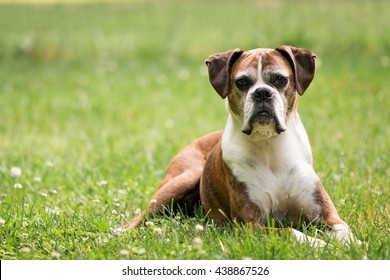 Old Boxer Dog