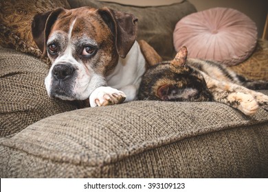 Old Boxer Dog And Cat Napping