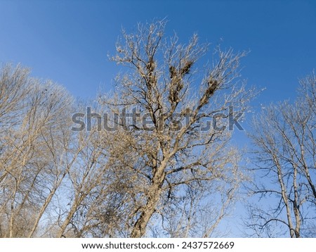 Old branched ash-leaved maple with fallen leaves, dry last year seeds and crow nests in spring sunny day, view from bottom to top against the clear sky

