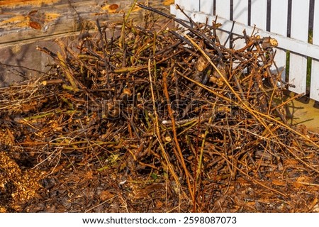 Old branches after pruning trees and roses in a pile.