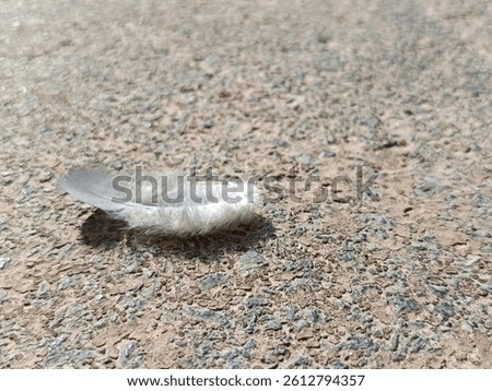 Old brick background, cement bricks, solid objects, dull colors, classic patterns and feathers falling on the ground, showing the strength and softness that touch each other. with copy space.