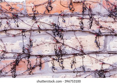 Old brick wall         