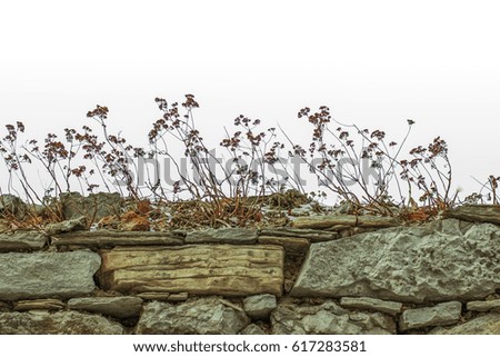 Similar – Image, Stock Photo Room with a view Plant