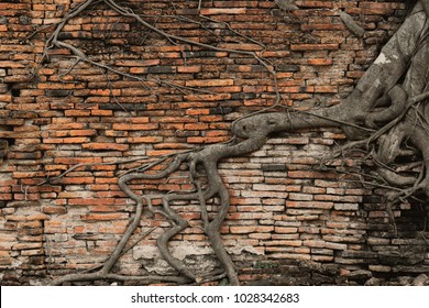 old brick wall in the forest with root tree ancient temple background