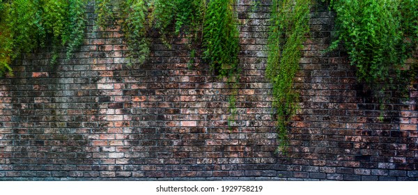 old brick wall with green ivy leaves. Brick wall overgrown. Brick wall with foliage.