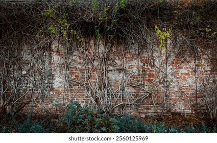 Old brick wall overgrown with intertwined bare vines and sparse green leaves. A textured scene showcasing nature reclaiming an urban structure - Powered by Shutterstock