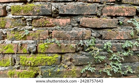 Old brick wall. Red brick wall with moss as a background. Aged brick facades. Moss covered bricks. Mossy brick textures