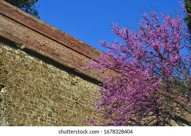 An old brick wall is seen from a low-angle viewpoint. An old tree covered in pink flowers is beside it. The sky is blue.