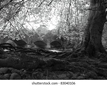 Old Bridge And Tree Monmouthshire And Brecon Canal Wales