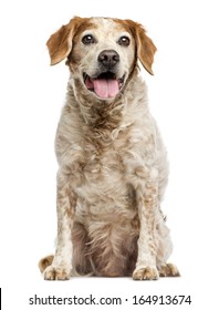 Old Brittany Dog With Eye Cysts, Panting, 12 Years Old, Isolated On White