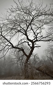 An old broken cherry tree in winter misty morning