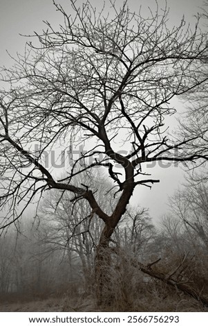 An old broken cherry tree in winter misty morning