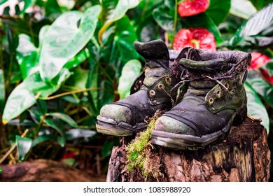 151 Broken garden shoes Images, Stock Photos & Vectors | Shutterstock